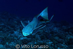 Fish - Echeneis naucrates by Vito Lorusso 